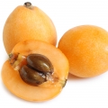 Japanese Loquat